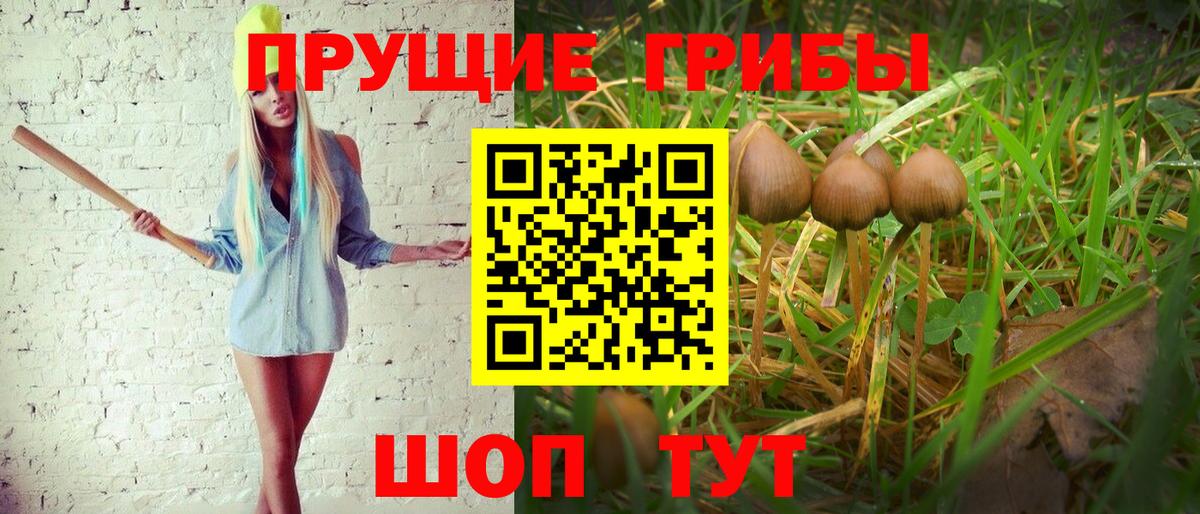 Пенза  Псилоцибиновые грибы Psilocybine cubensis  где найти   Галлюциногенные грибы GOLDEN TEACHER  Вход с VPN 